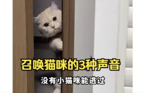 下载视频: 召唤猫咪的三种声音，小猫咪立马出现