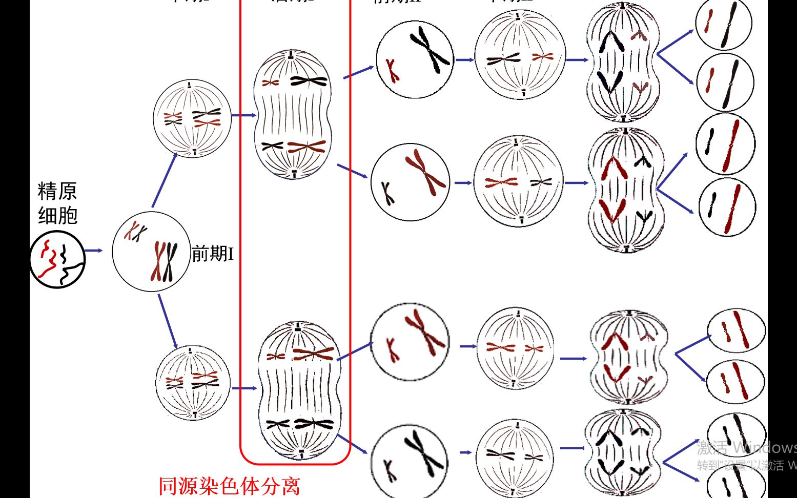 活动作品减数分裂的模拟实验