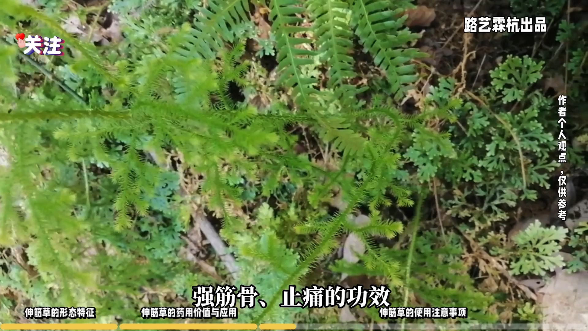 伸筋草全解析 从观赏到药用