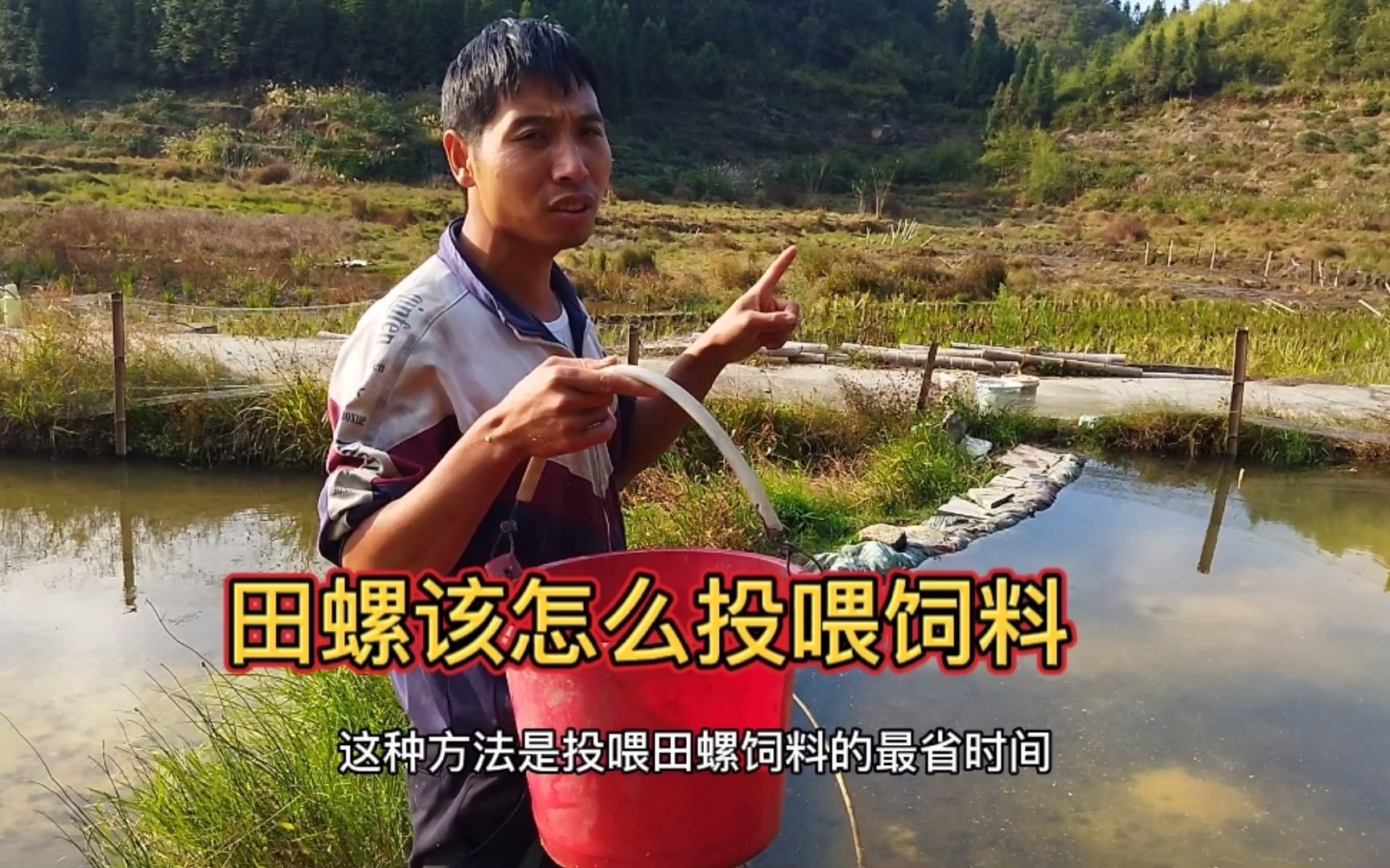 养田螺十一年的专业人士来告诉你,田螺饲料的正确投喂方法