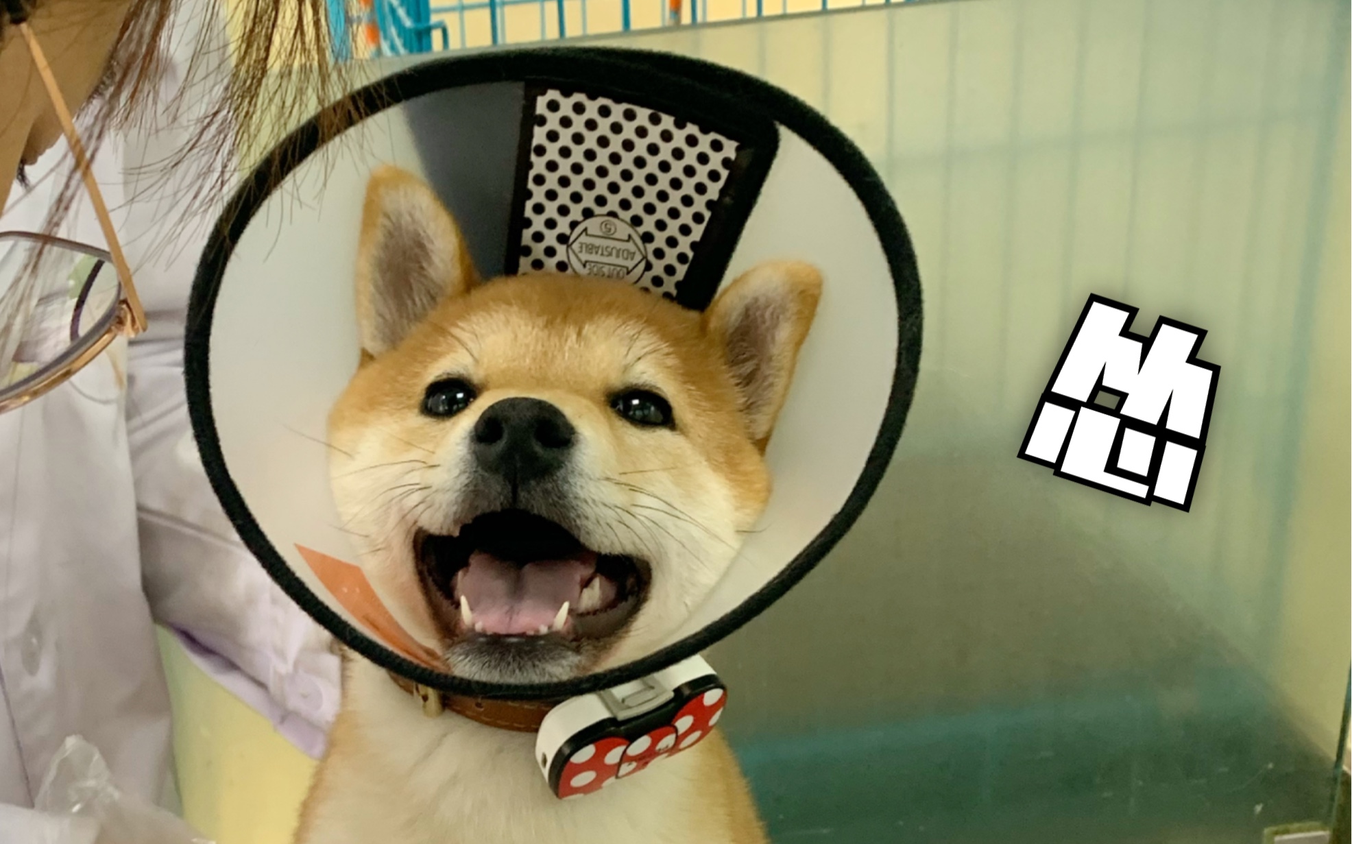 全网最怂柴犬抽血音量调低后再打开视频