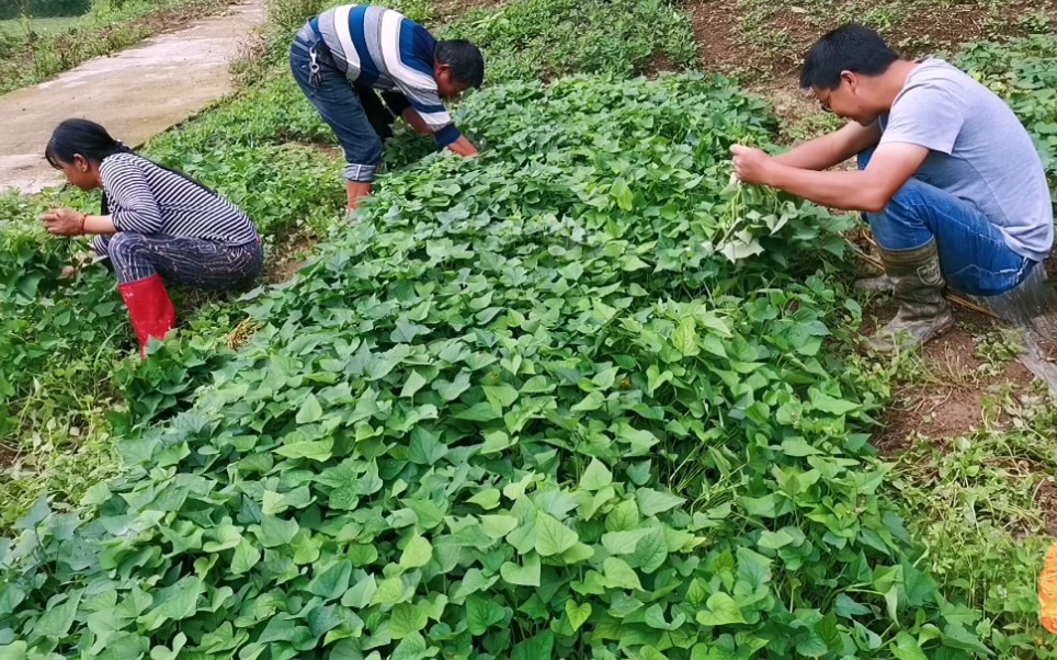 渝乡方德:90后农村小伙听人讲聋子之间对话的场面,你能想象吗