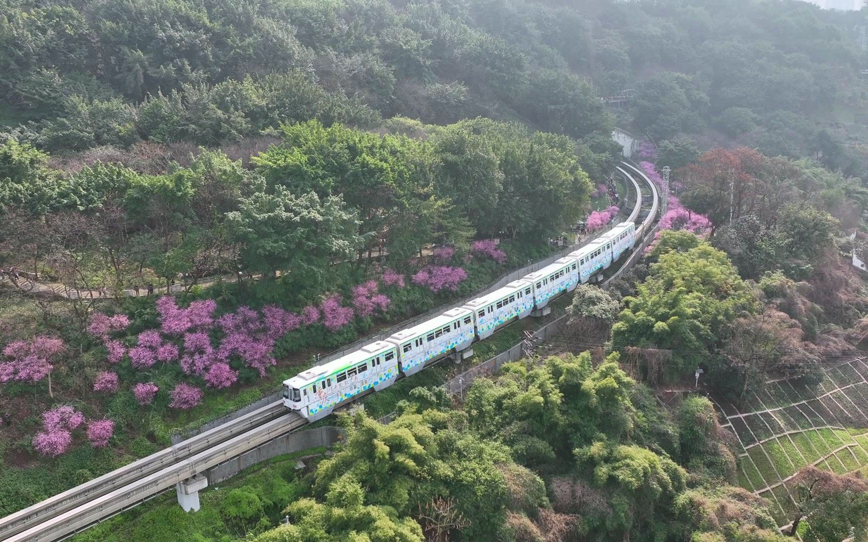 [图]家旁的梅花已经开了，开往春天的列车正驶来