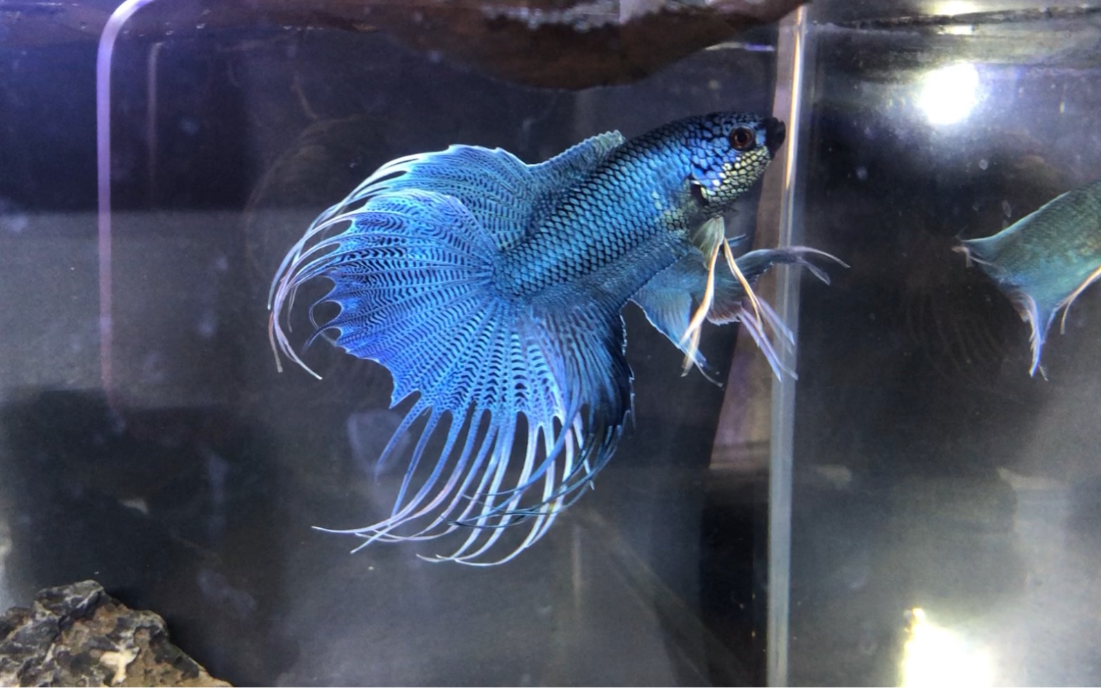 无纹蓝狗子开屏啦