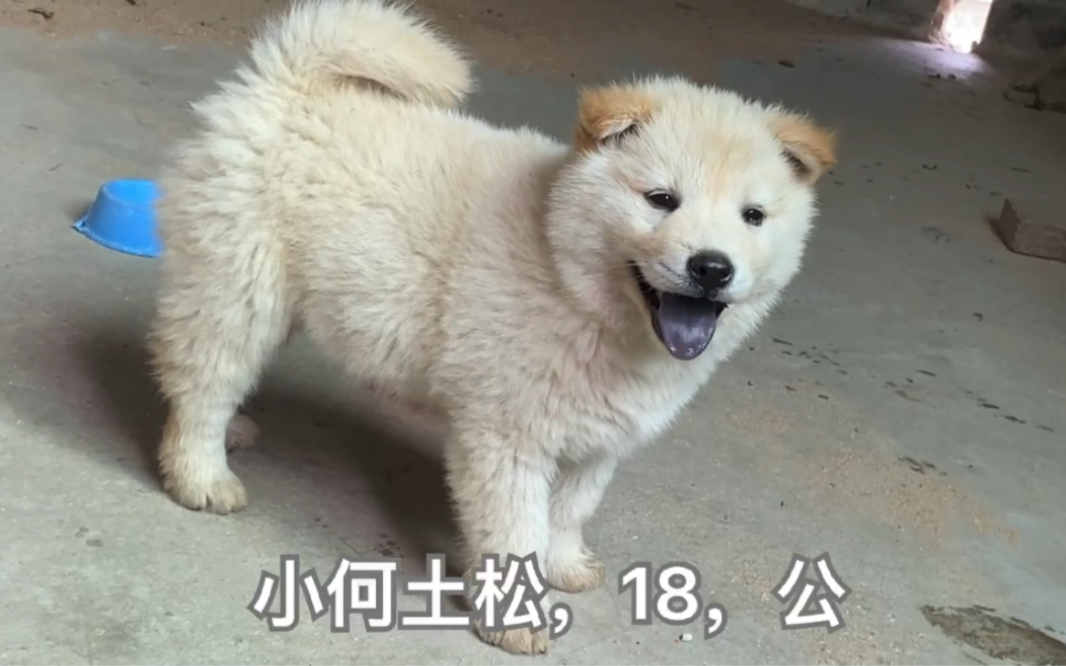 白五黑土松,黑鼻子黑舌头,真的太漂亮了,看看小何犬舍吧