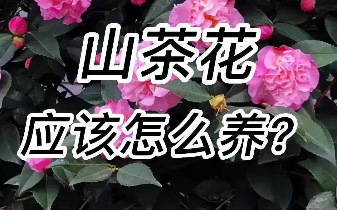 山茶花应该如何养殖?哔哩哔哩bilibili