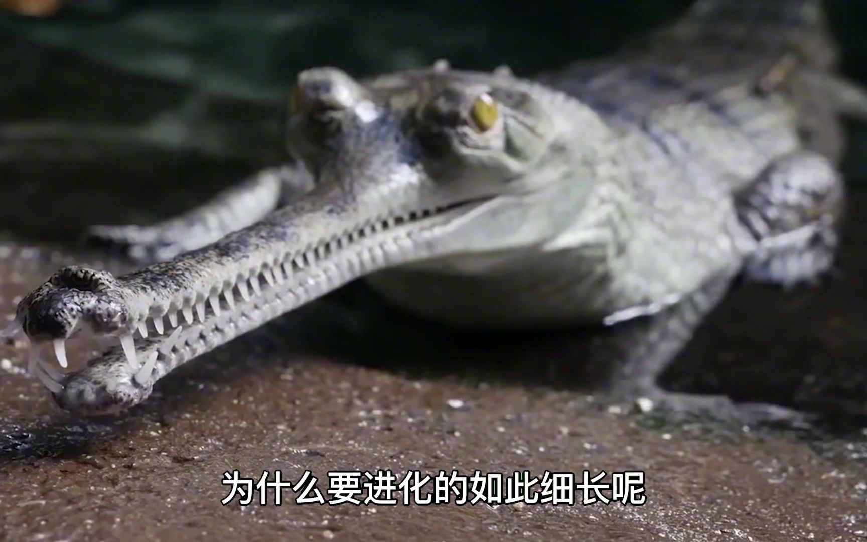 濒临灭绝的的史前巨兽,印度食鱼鳄!