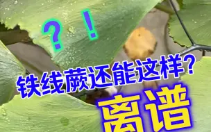 Download Video: 离谱，铁线蕨还能这样？？？