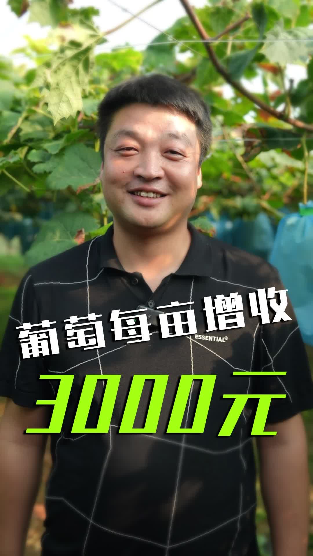 安琪福邦酵母营养肥:葡萄每亩增收3000元哔哩哔哩bilibili