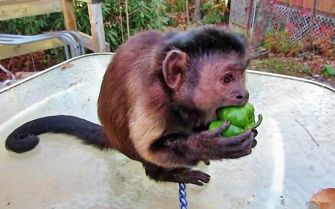 猴子吃了游客给的辣椒后,直接发狂,猴子:你们太坏了!