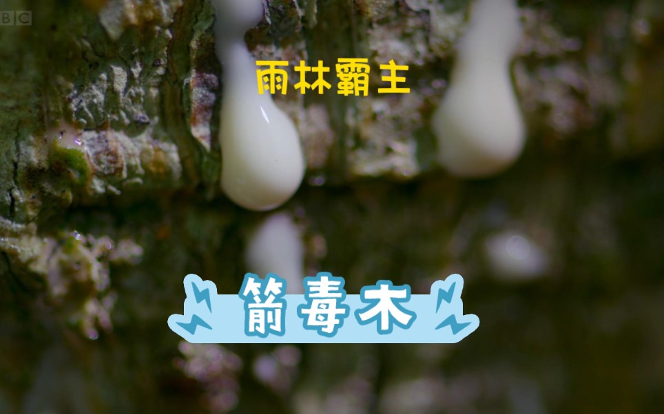 雨林霸主——箭毒木