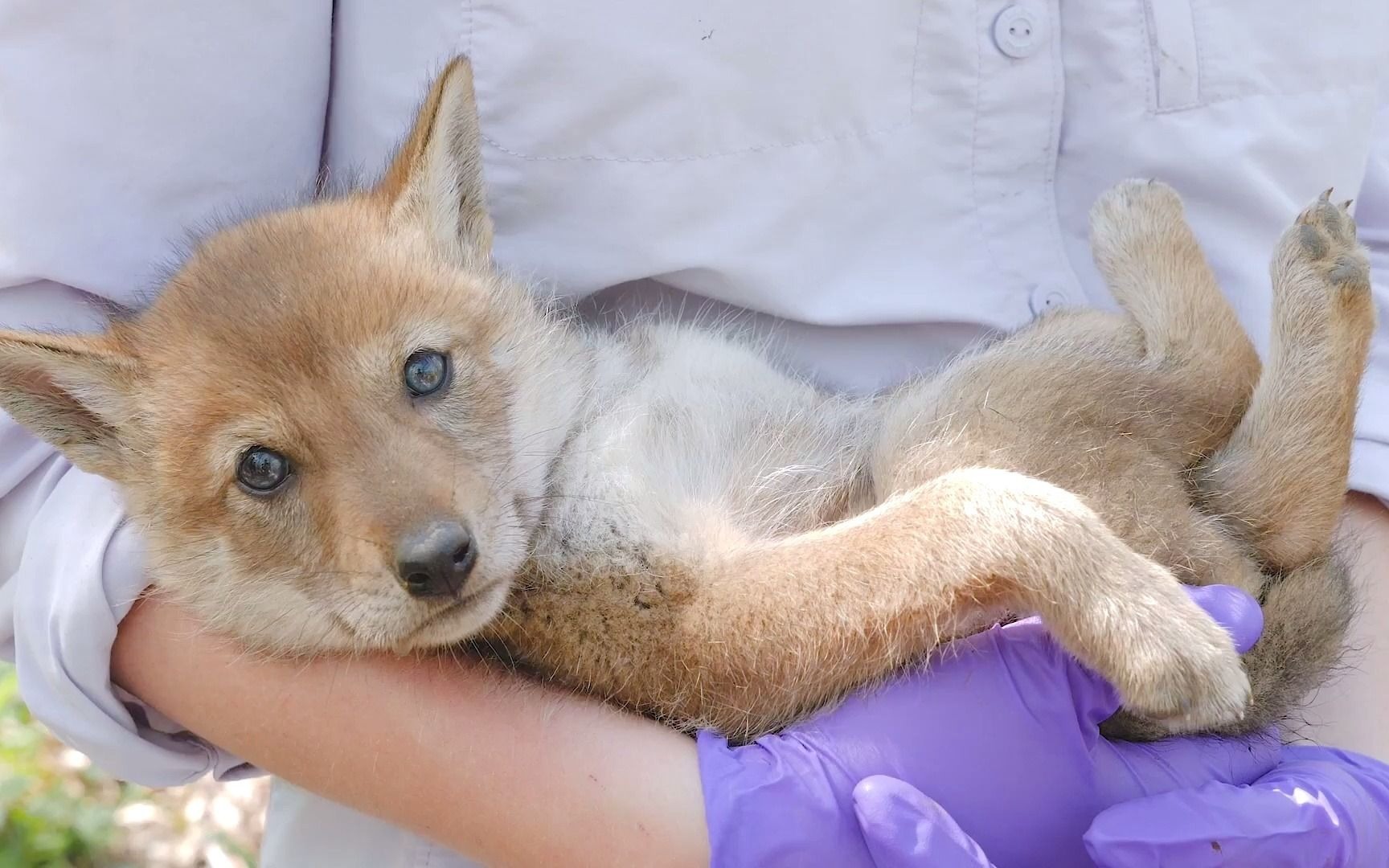 [图]怎样找到北美郊狼幼崽？Coyote