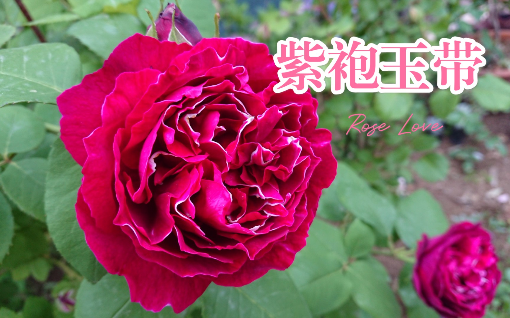 【月季】紫袍玉带,i了i了