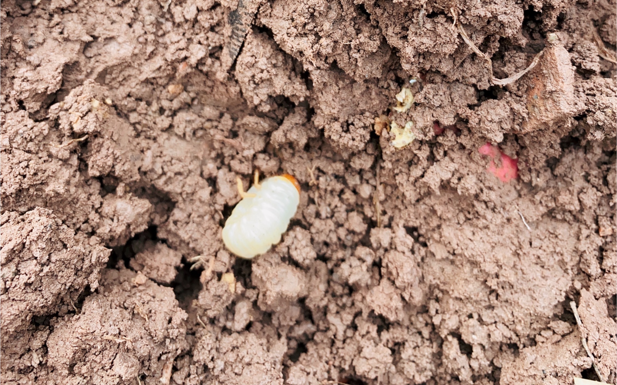 吃红薯的"老母虫"