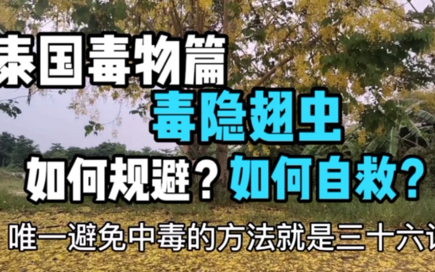 泰国隐翅虫,身小毒性大打死要中毒,打不死还要中毒,遇到了咋办哔哩哔哩bilibili