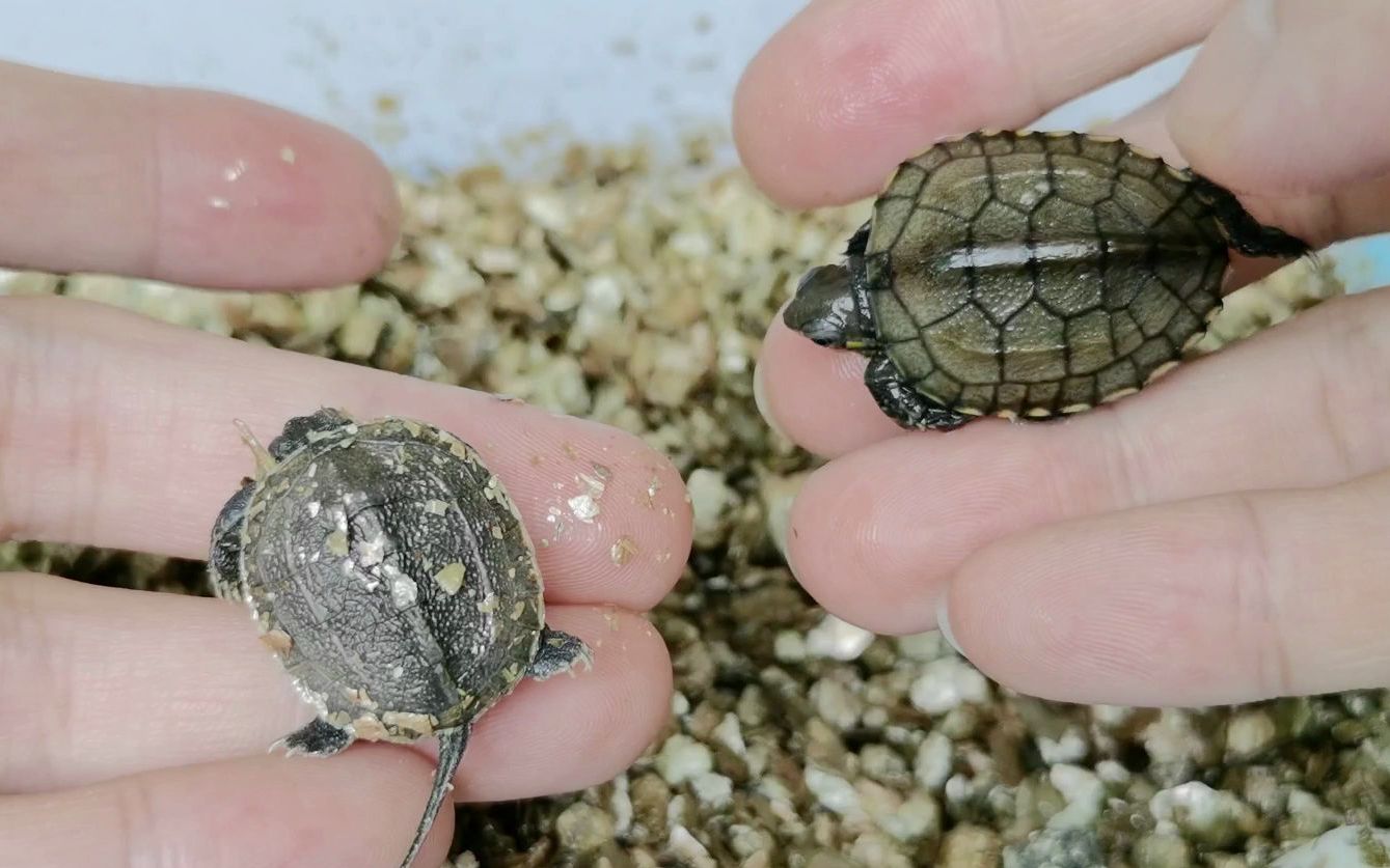 刚破壳的萌龟宝宝~没看过的进来瞧瞧吧!