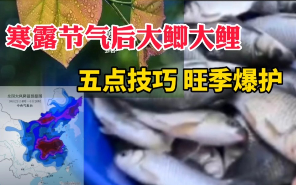 寒露节气后大鲫大鲤，五点技巧在旺季爆护
