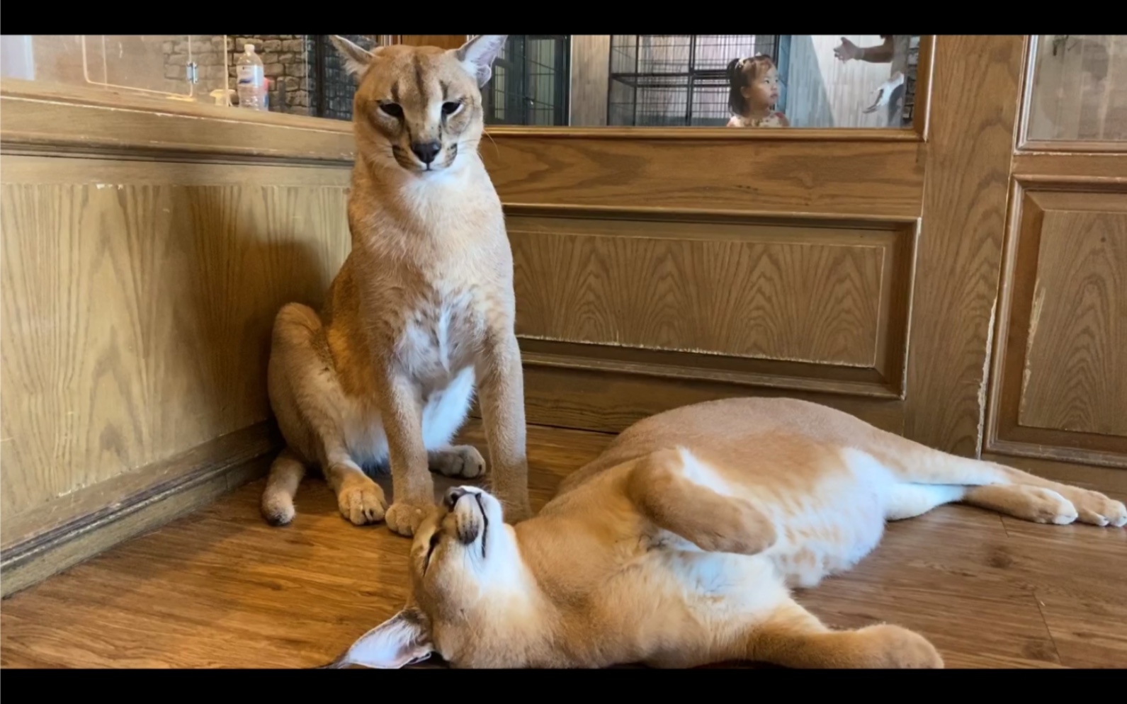 宠物咖啡20万一只的猫撸起来豹猫狞猫