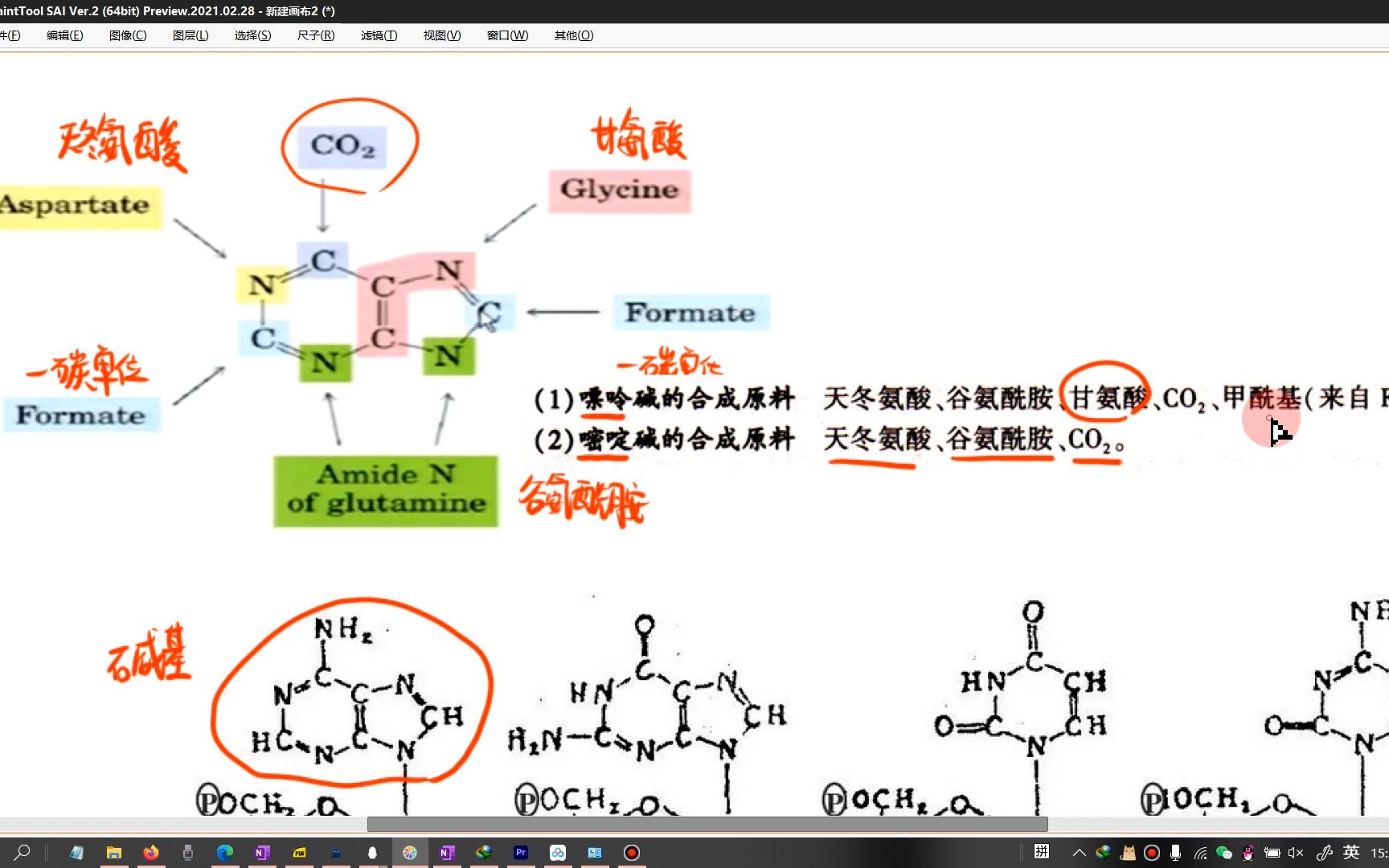 嘌呤核苷酸的从头合成(PRPP、碱基合成原料、核苷酸合成原料)哔哩哔哩bilibili