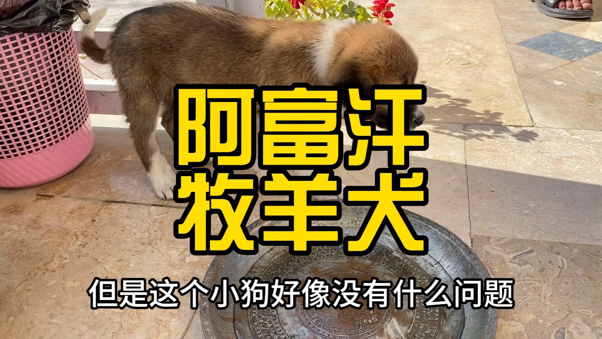 阿富汗牧羊犬哔哩哔哩bilibili