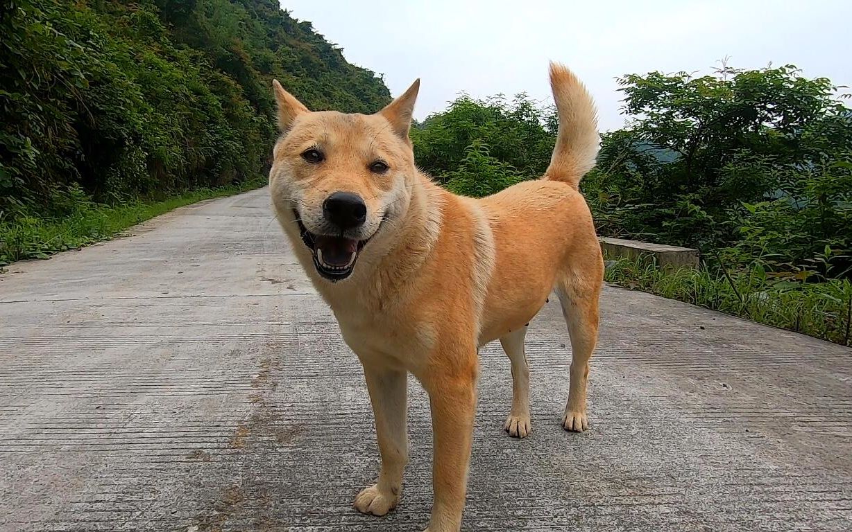 大山里偶遇田园犬,几分钟相处就可以怒搓狗头,这样的品相怎么样?