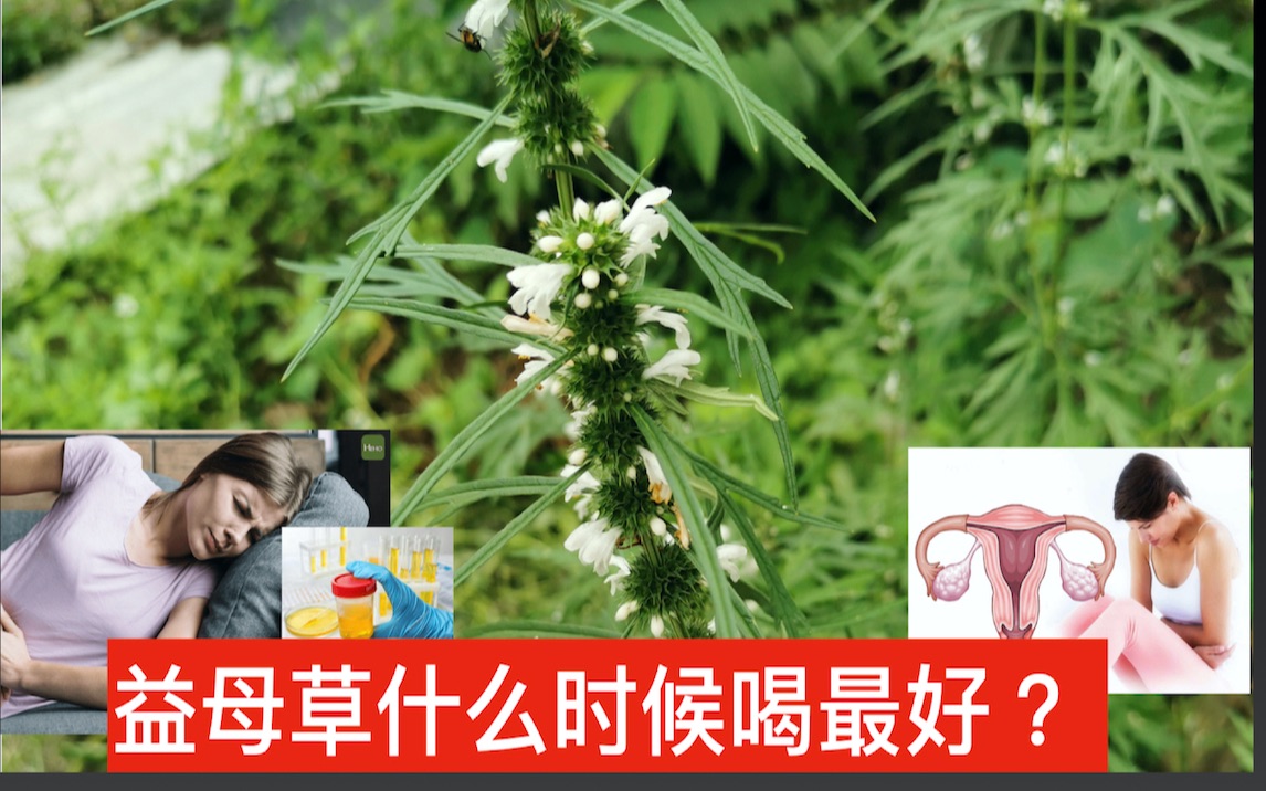 为女人而生的草有吃过的老人家都说益母草很有效