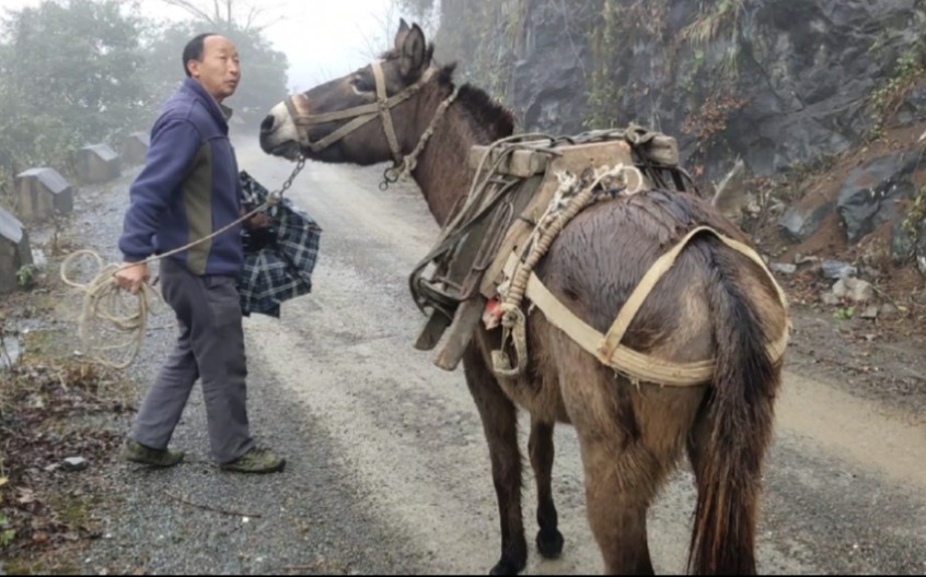 [图]农村大叔养一匹骡子，卖12000，养骡子比养马赚钱