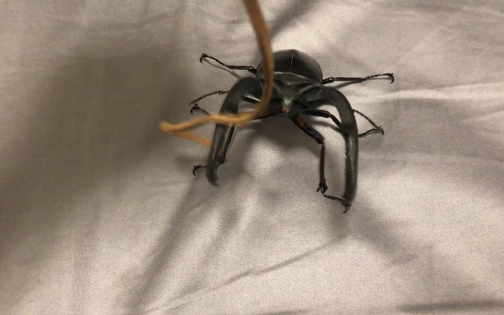 106mm巨颚叉角锹甲