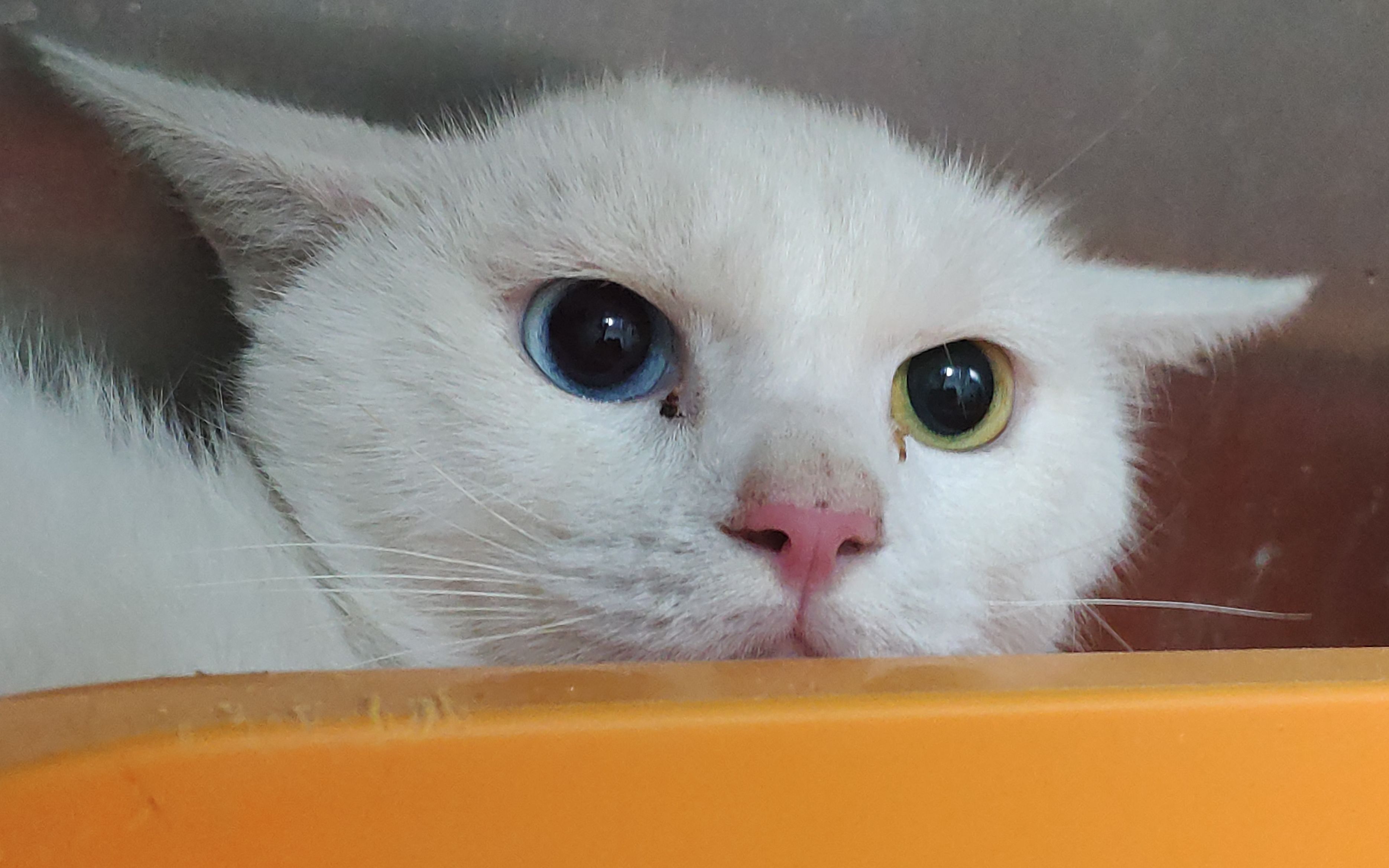 异色瞳白猫的奇妙历险 从城中村保安亭到阿sir 蜀黍 的后车厢