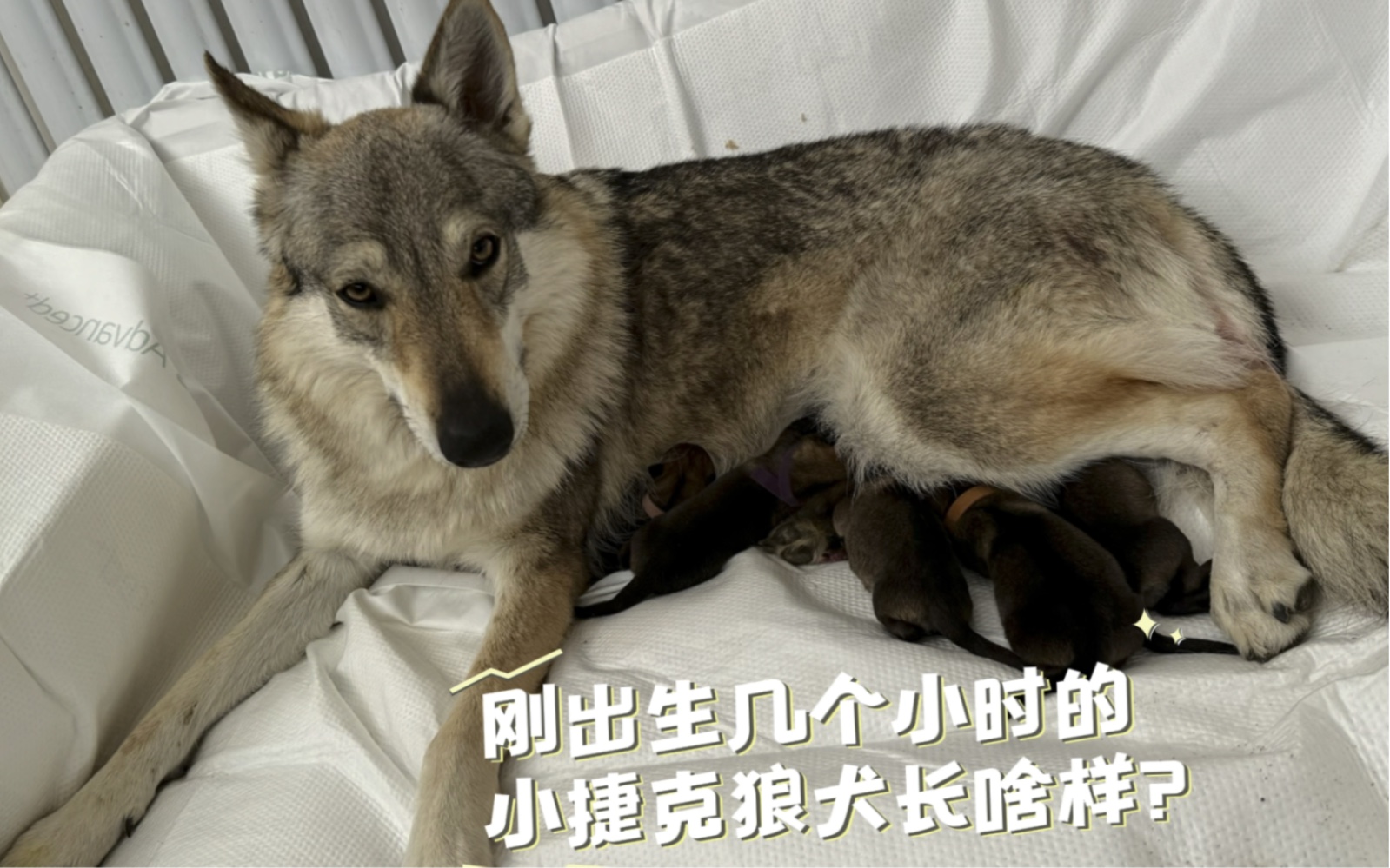 【捷克狼犬】剛出生的捷克狼犬長啥樣?