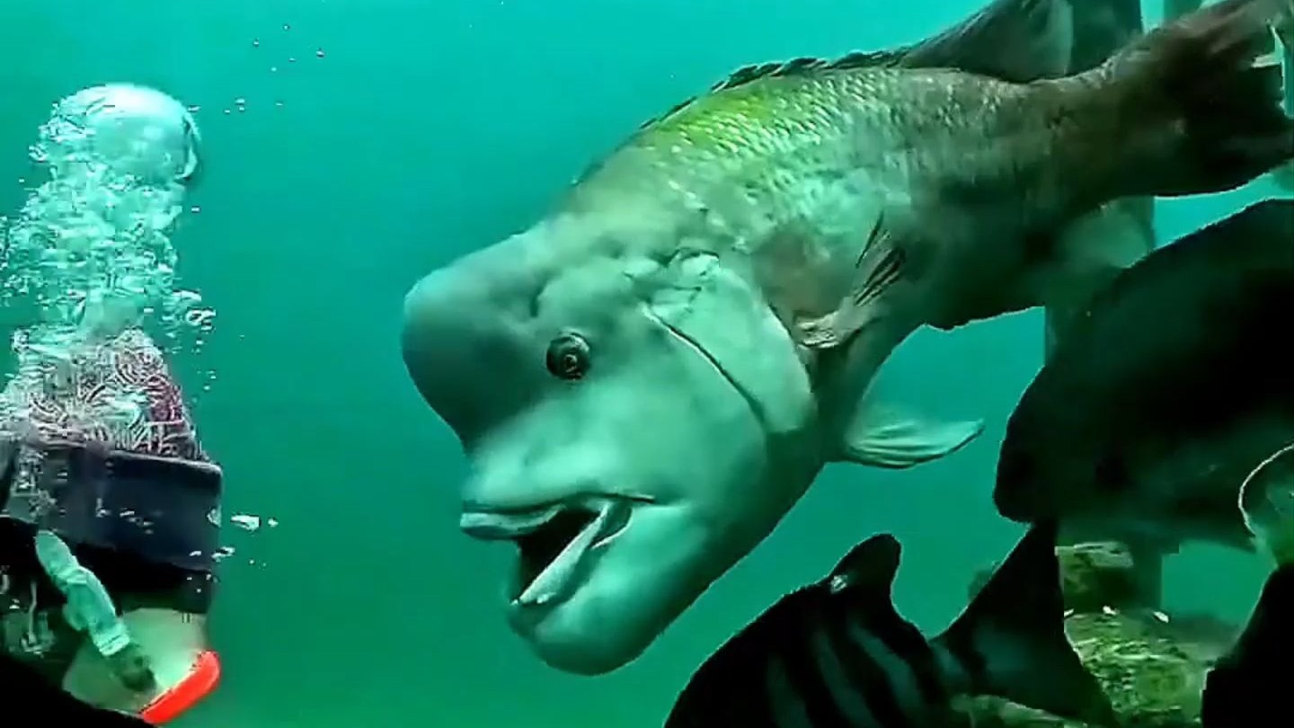 恭喜你又认识了一种鱼