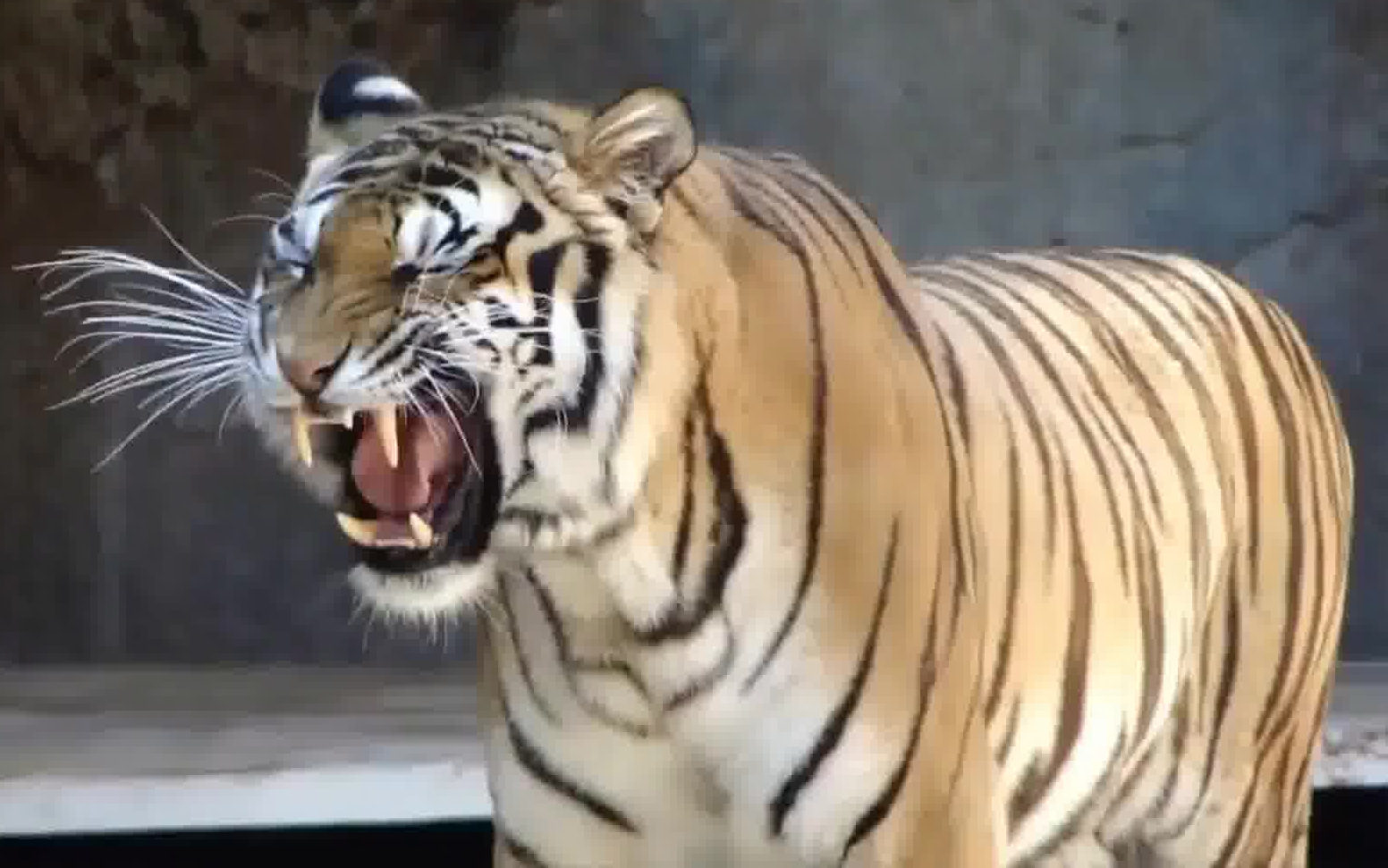 震惊,大老虎真实的叫声居然是这样?