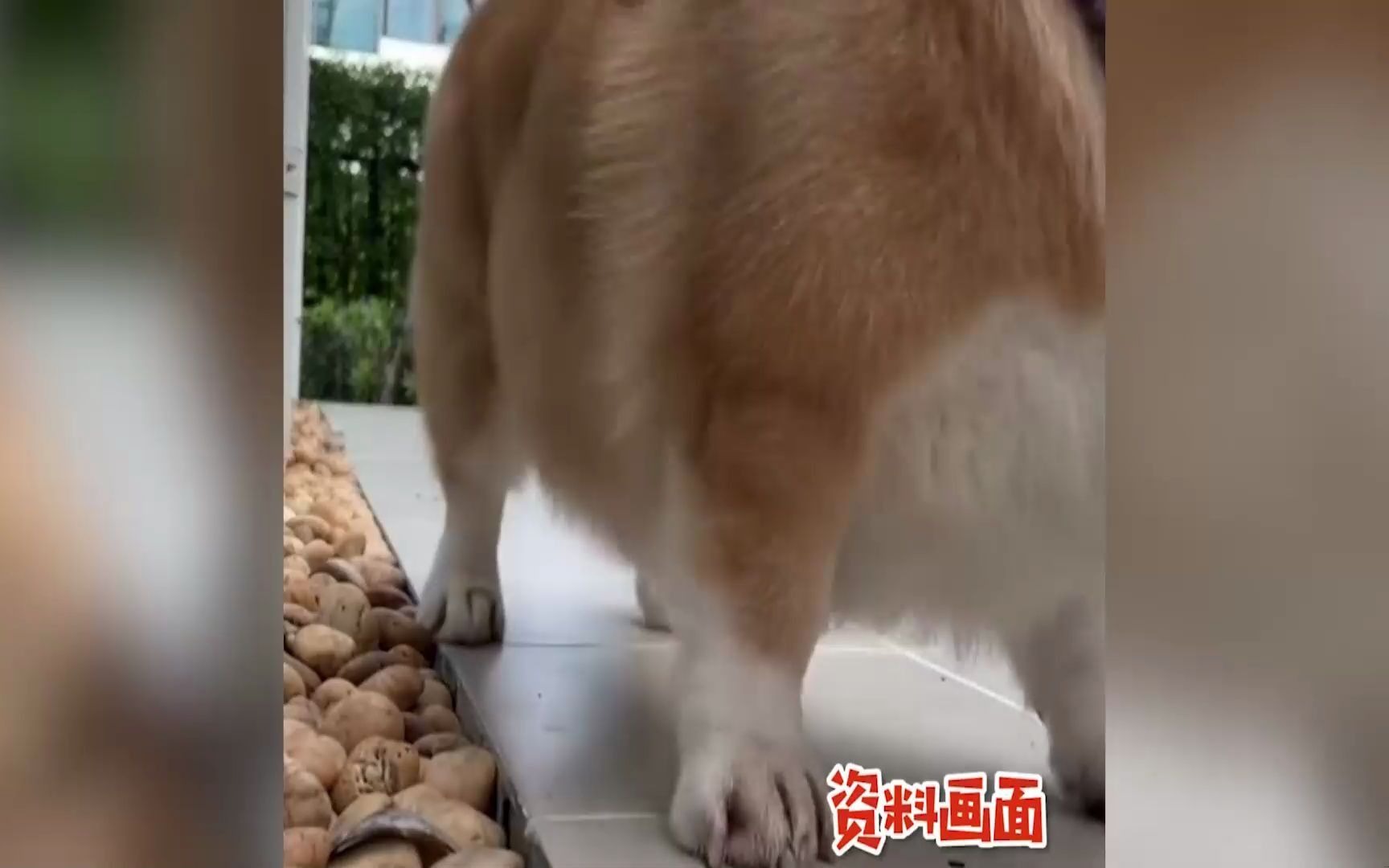 主人训练泰迪"稍息立正"!狗子轻松做出姿势,最后眨眼超可爱