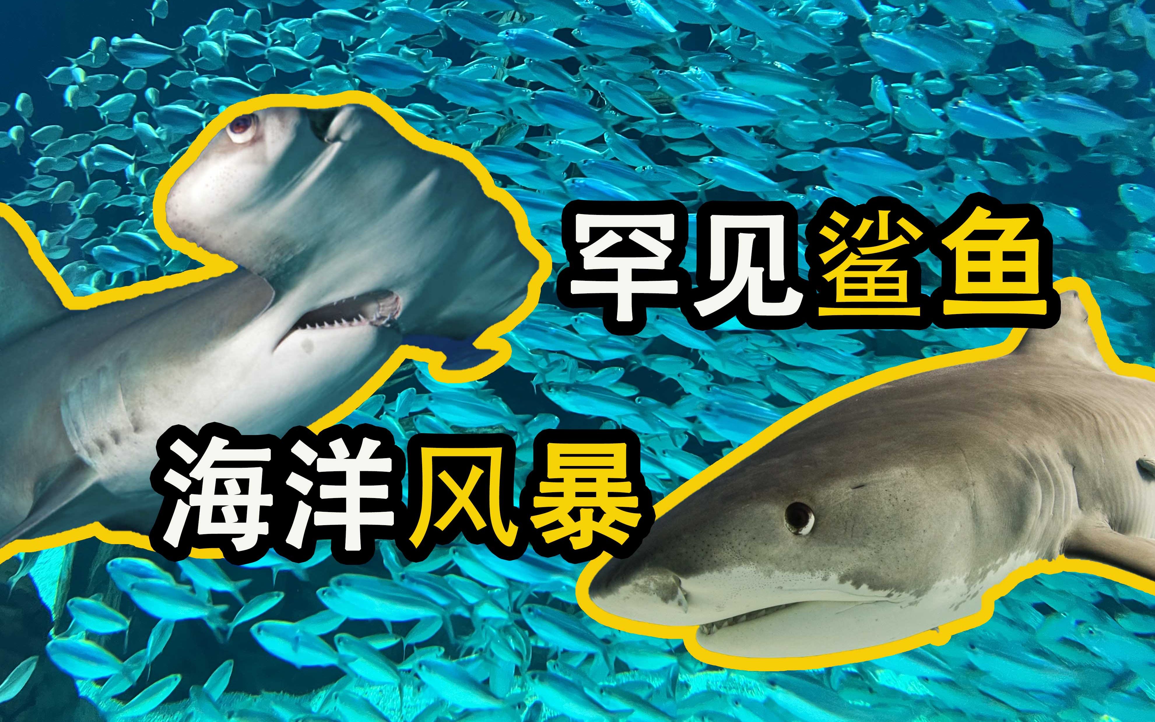 [图]缸中海洋风暴？单挑全国水族馆？佐治亚水族馆的展示有多强？【佐治亚水族馆 中]