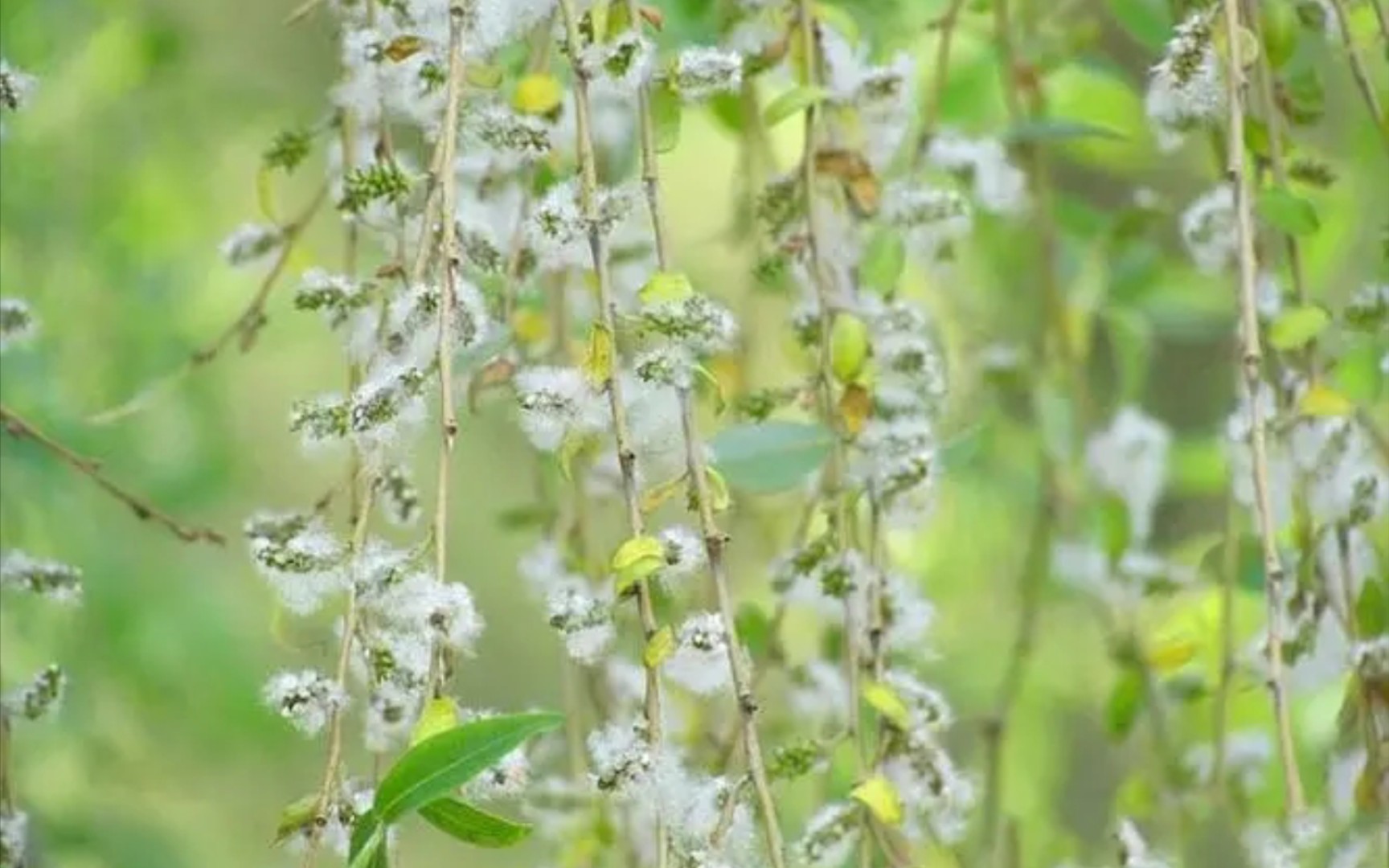 [图]浪淘沙•杨花