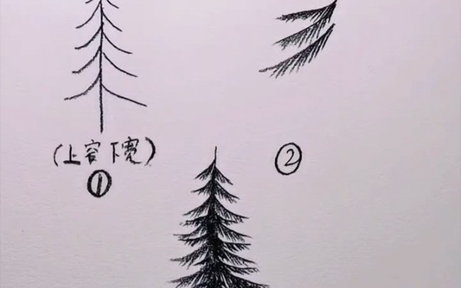 松树画法铅笔图片