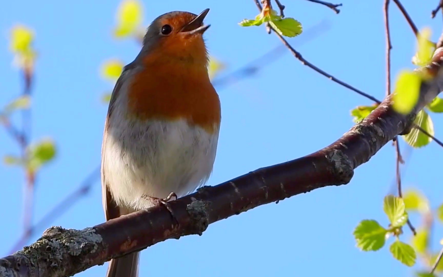 知更鸟放声高歌歌声清脆悦耳听着心情大好