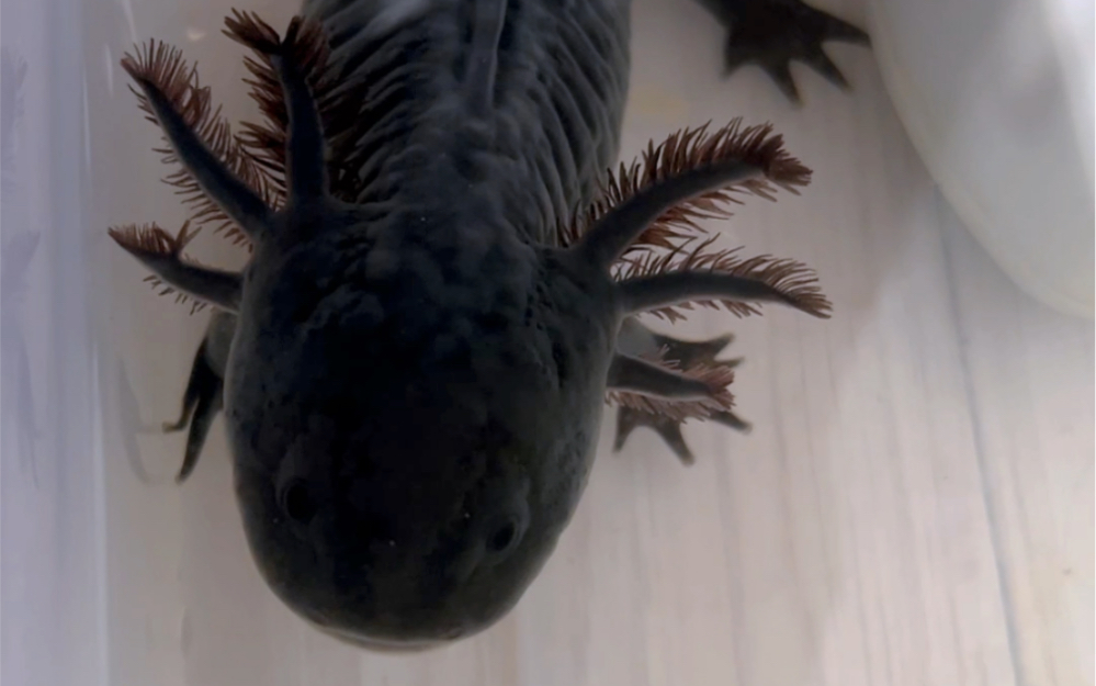 逗逗阴暗的六角恐龙