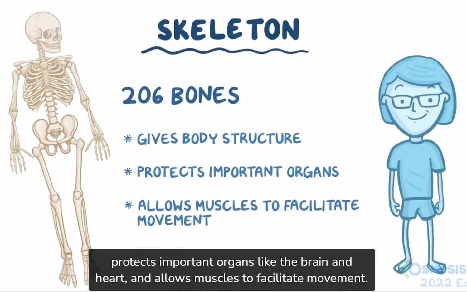 「anatomy&physiology」01-1 skeletal system
