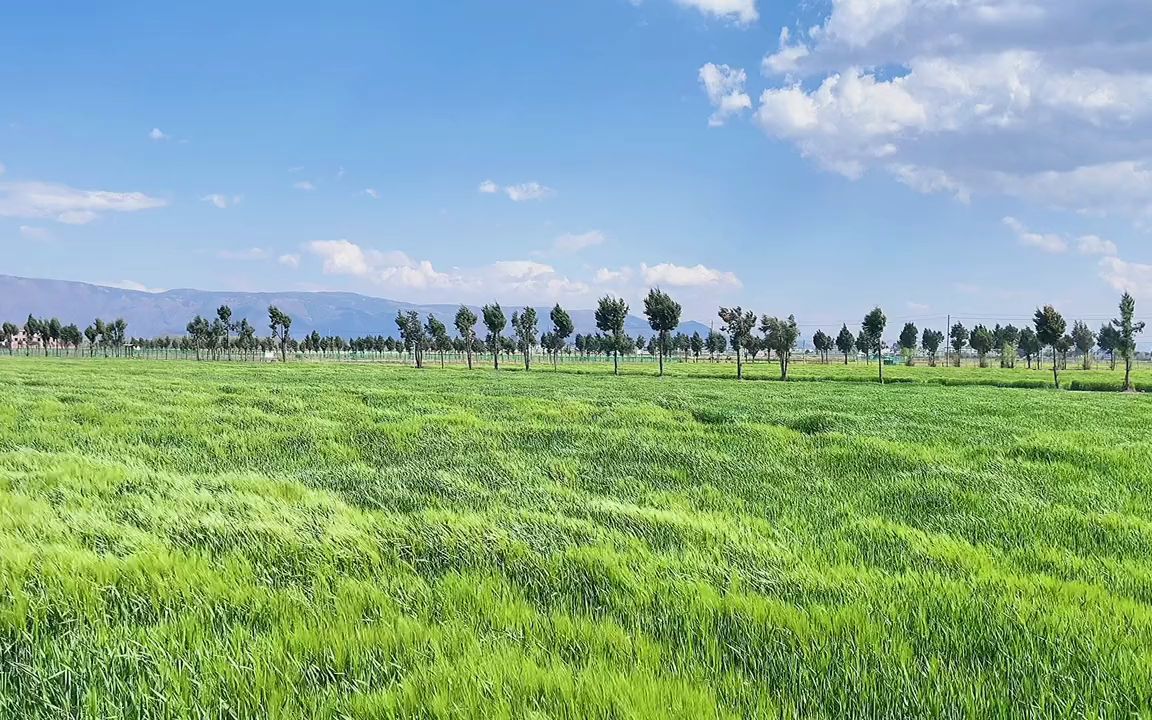 【治愈系风景】喜洲古镇的风吹麦浪有多浪漫𐟍ƒ哔哩哔哩bilibili