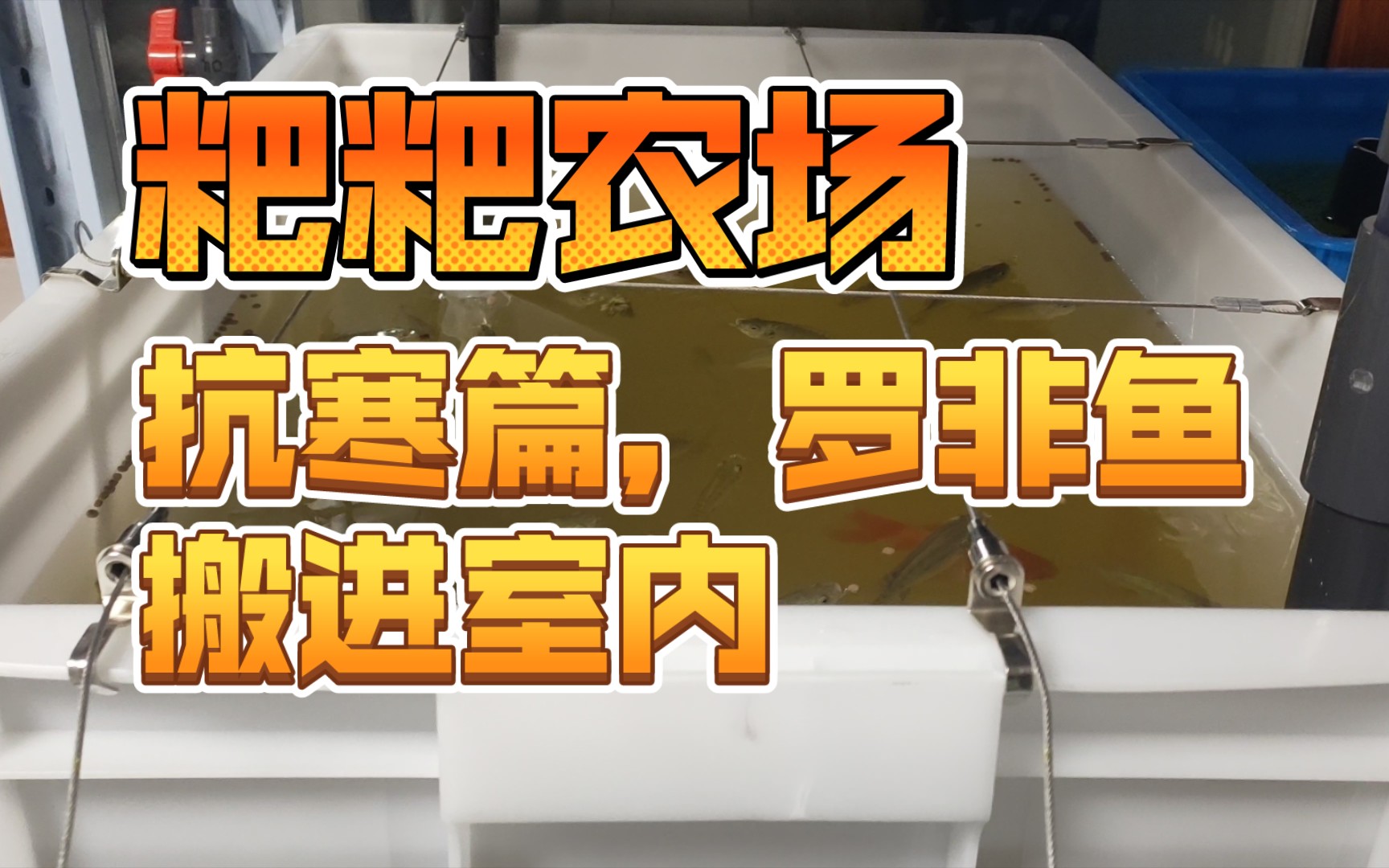 【赛博农业42】粑粑农场抗寒篇,为省电,小罗非鱼搬进室内,鱼菜共生明年继续哔哩哔哩bilibili