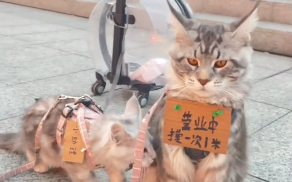 [图]⚡️猫 猫 队 有 大 用⚡️