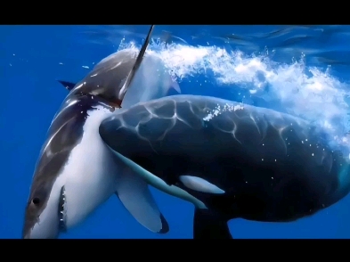 除了巨齿鲨外,丘布特耳齿鲨和波塞冬耳齿鲨,索科洛夫耳齿鲨来到现代