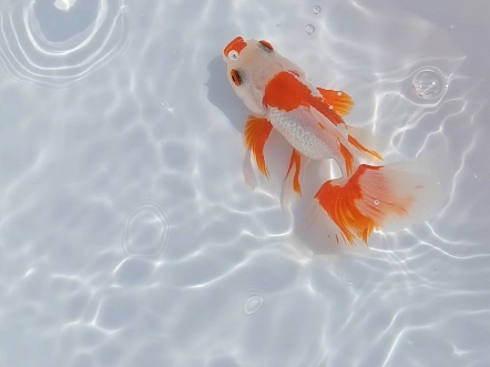 传统金鱼,玉面红白凤高