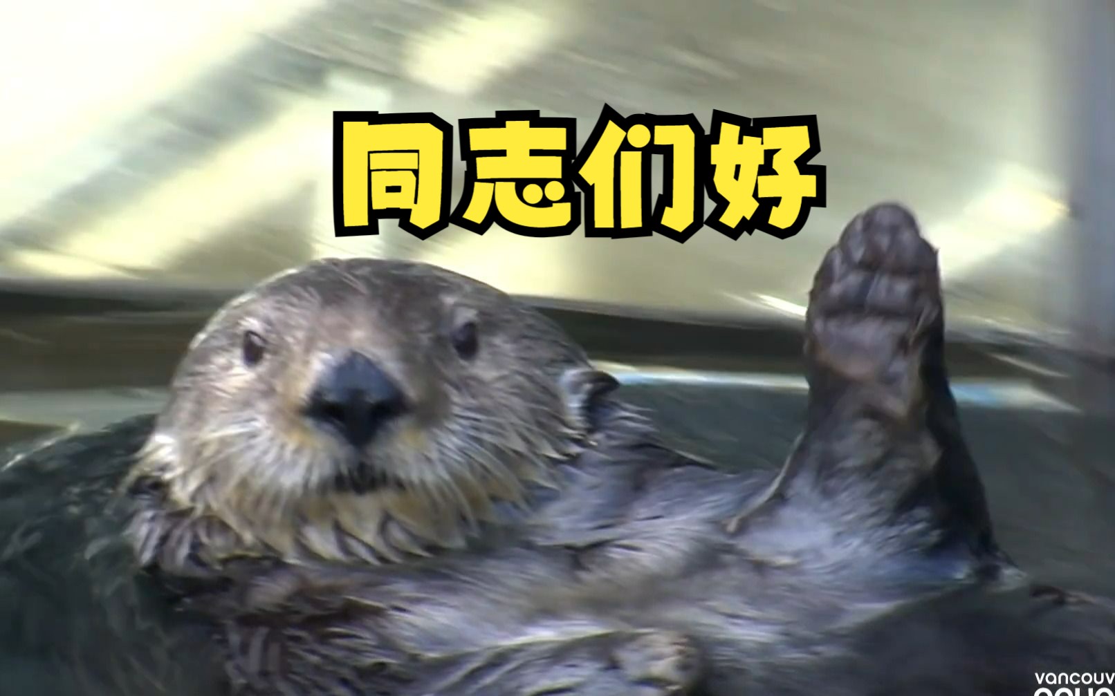 【海獭】温哥华水族馆的可爱海獭宝贝们哔哩哔哩bilibili