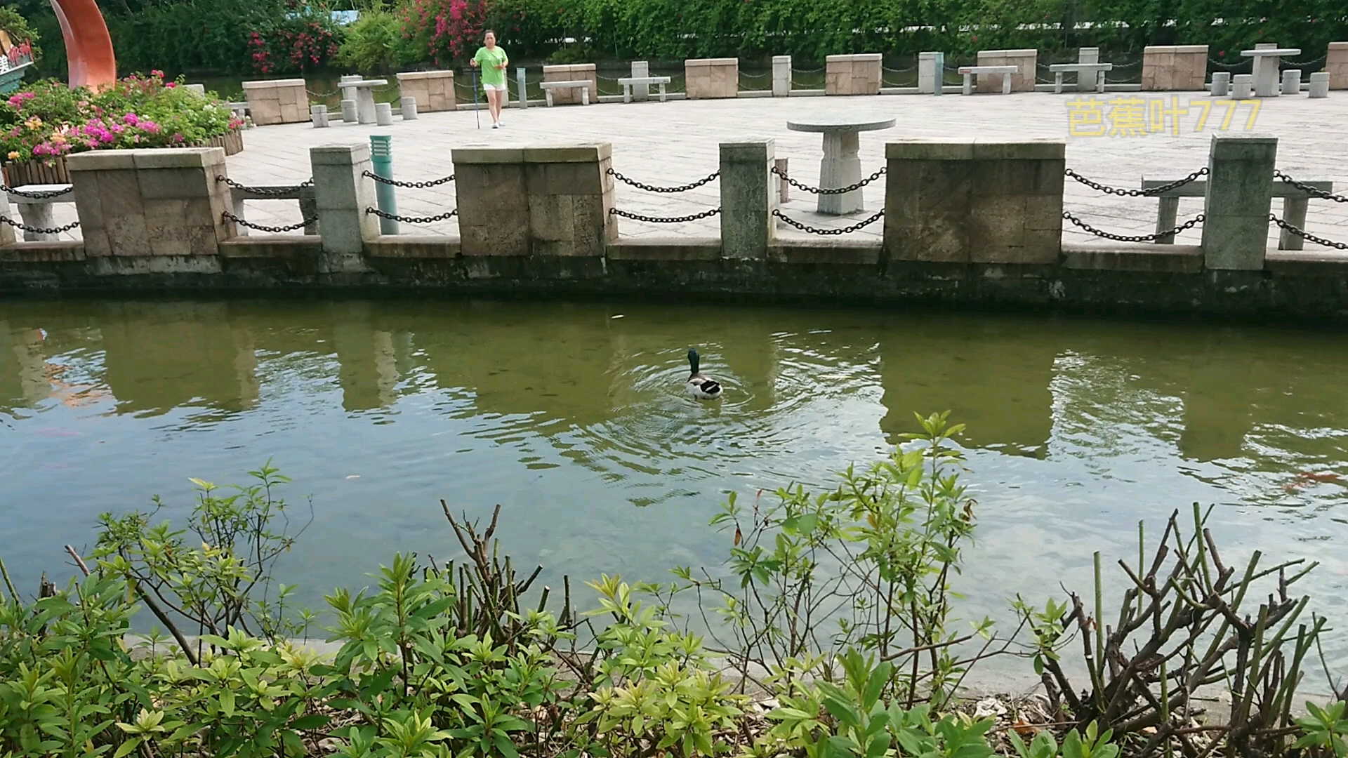 [图]春江水暖鸭先知，夏日游历醉美江景花园