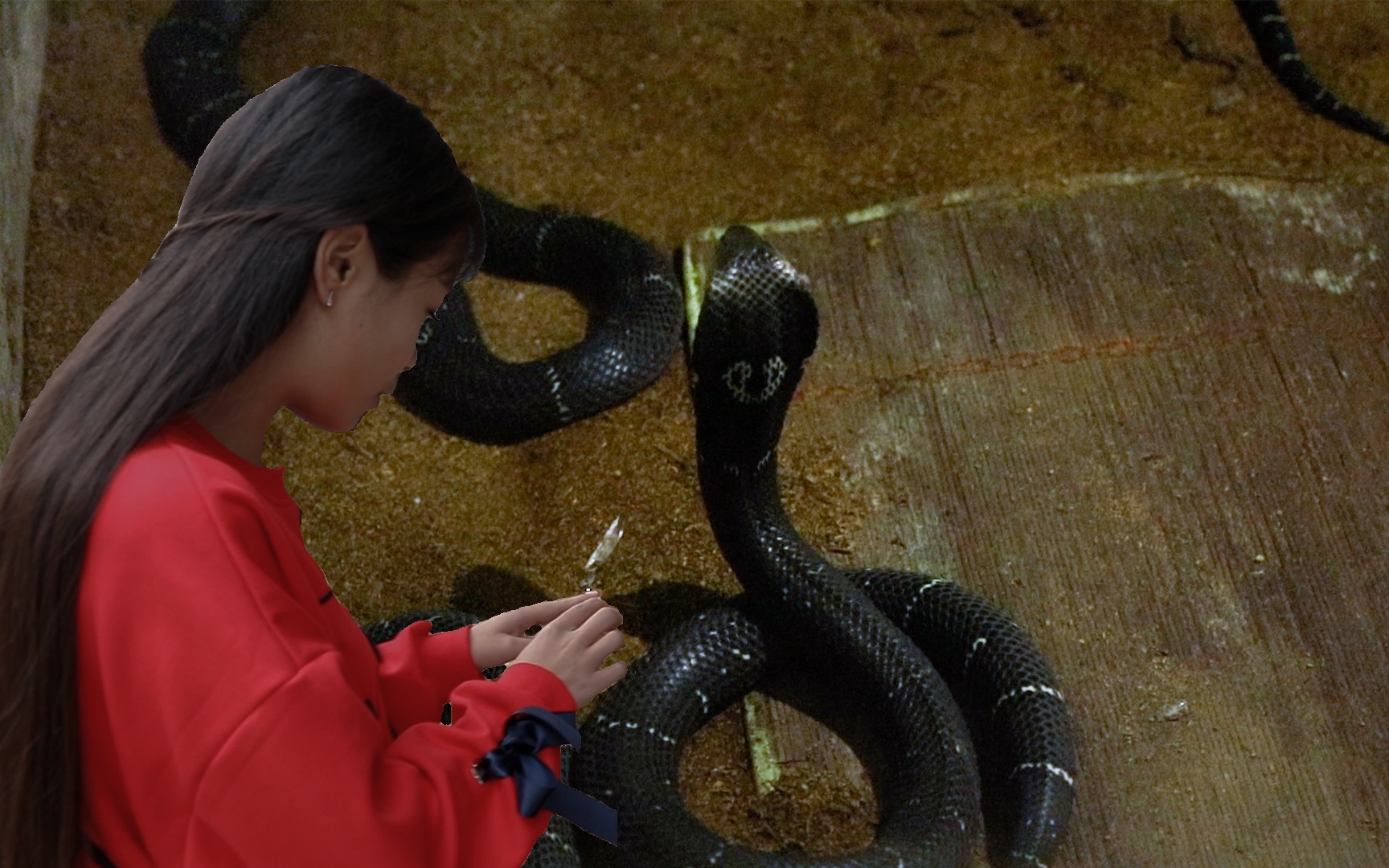 湘西蛇王与上千条蛇日夜相伴15年坦言自己也怕蛇