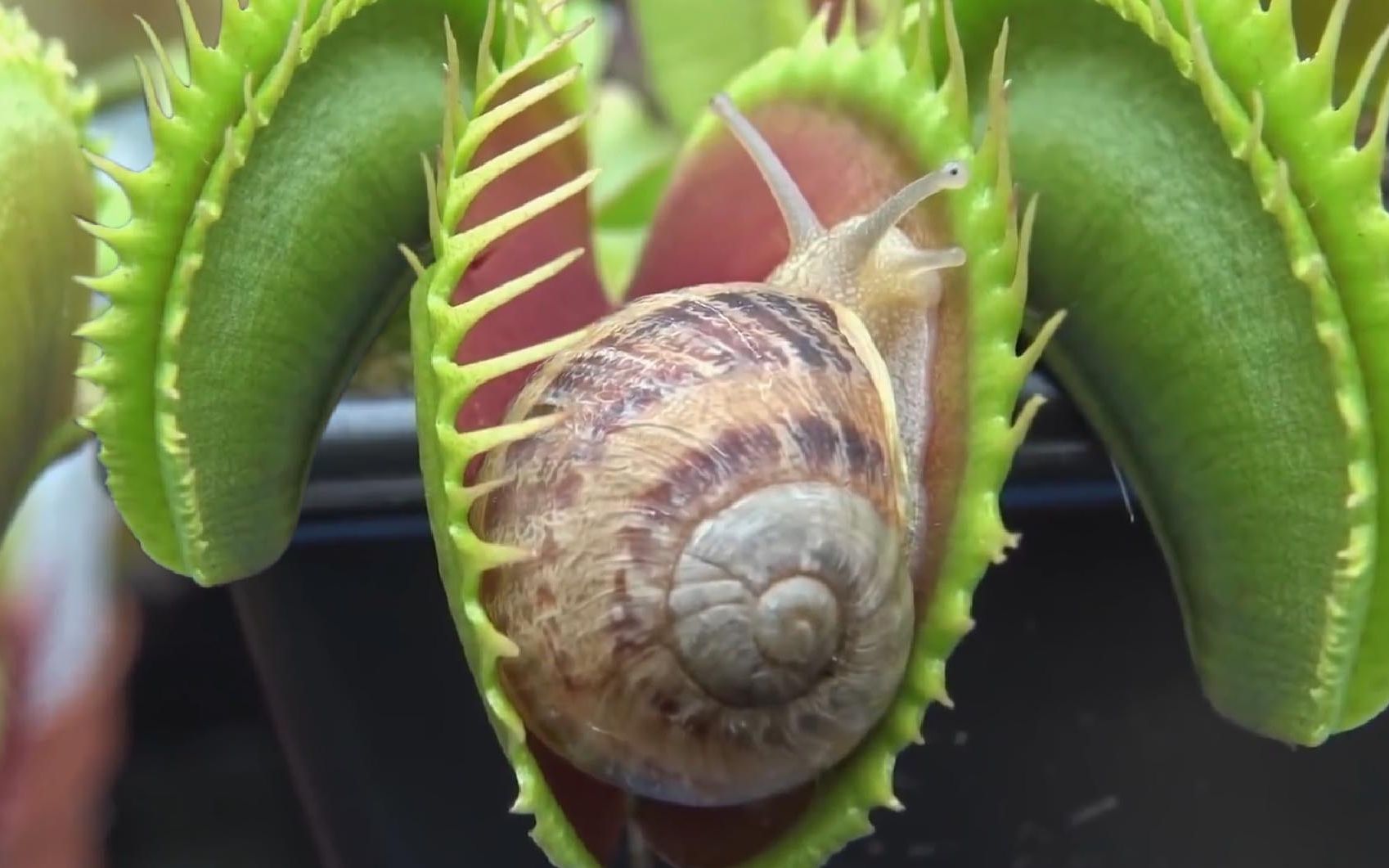 捕食蛞蝓!食人花如何干掉各种虫子!