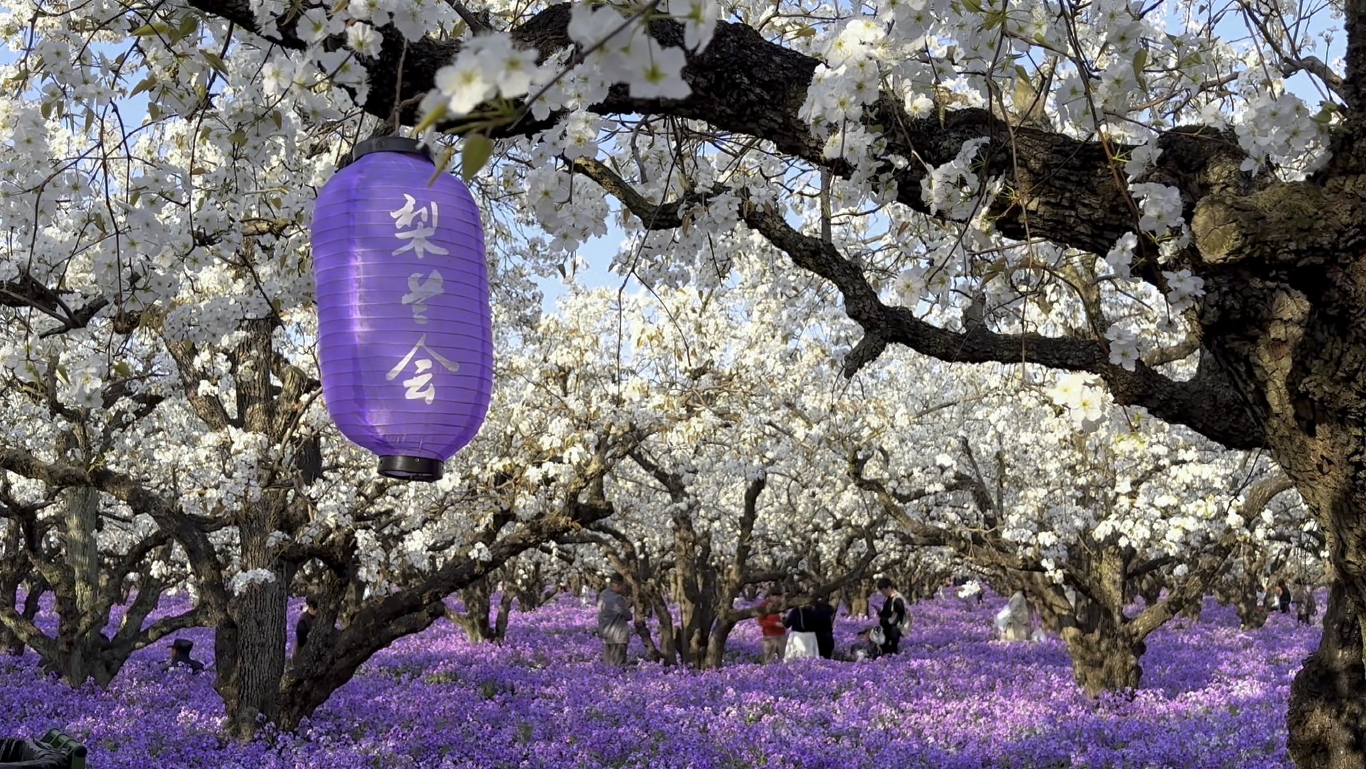 江苏三台山国家森林公园梨兰会