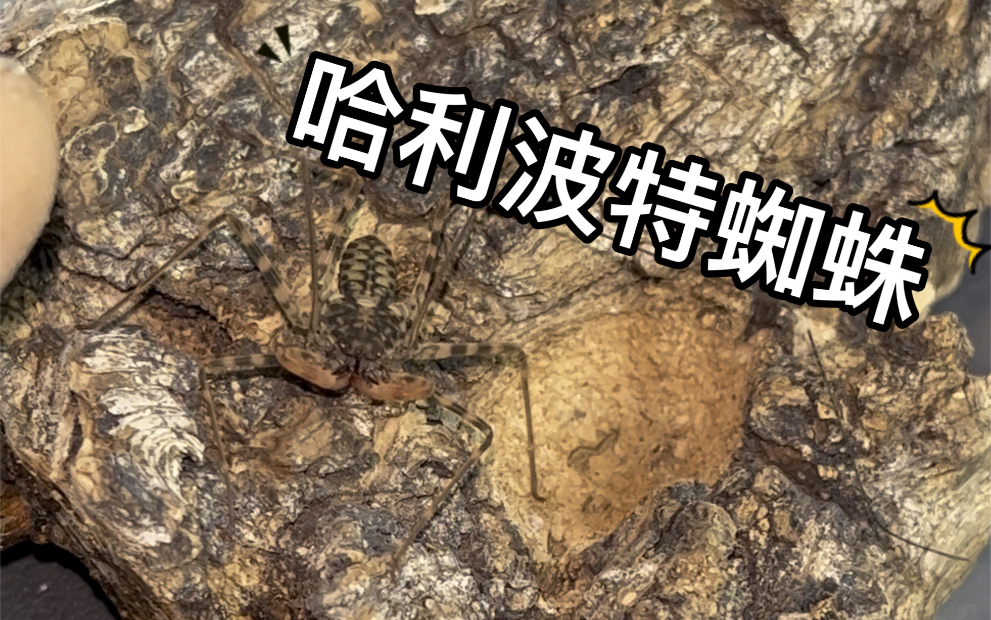 哈利波特的蜘蛛,你见过吗?黄泉鞭蛛篇